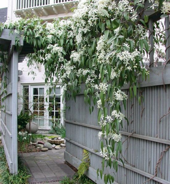 Клематис Арманда (Armandii)