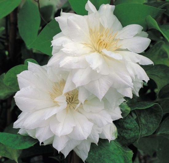 Клематис Дюшесс оф Эдинбург (Duchess of Edinburgh)